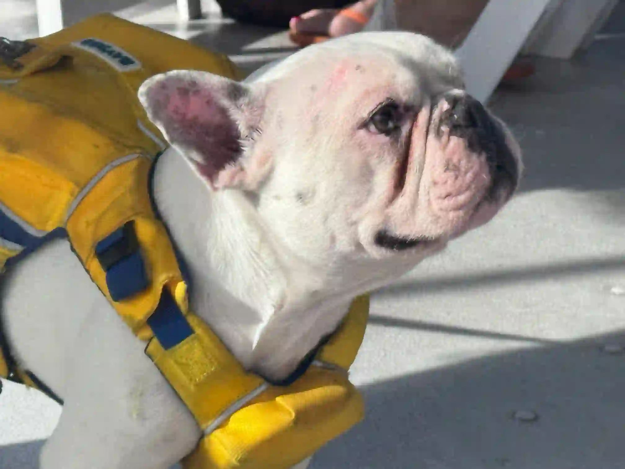 A small dog wearing a lifejacket on the glass-bottom boat tour in Bermuda